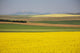 Flowering Canola Fields Wall Mural