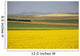 Flowering Canola Fields Wall Mural