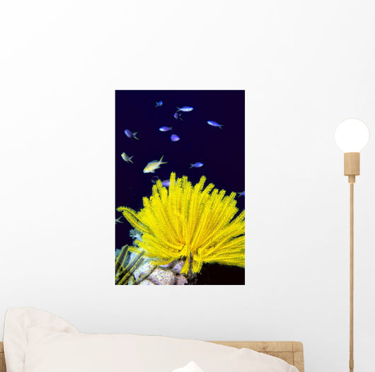 Papua New Guinea, Yellow Feather Star, Crinoidea, And Tropical Fish Wall Mural