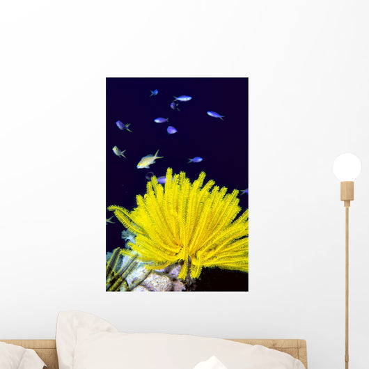 Papua New Guinea, Yellow Feather Star, Crinoidea, And Tropical Fish Wall Mural