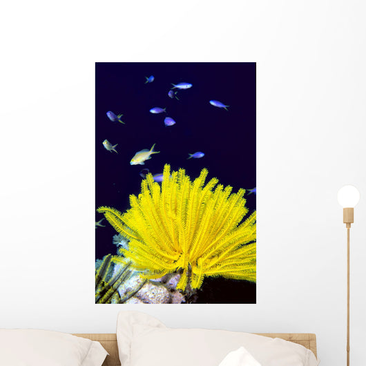 Papua New Guinea, Yellow Feather Star, Crinoidea, And Tropical Fish Wall Mural