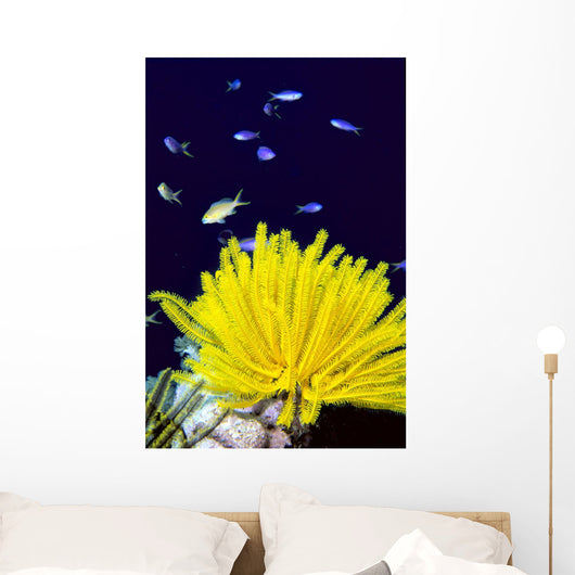 Papua New Guinea, Yellow Feather Star, Crinoidea, And Tropical Fish Wall Mural