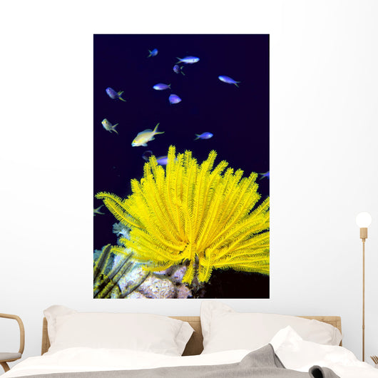 Papua New Guinea, Yellow Feather Star, Crinoidea, And Tropical Fish Wall Mural
