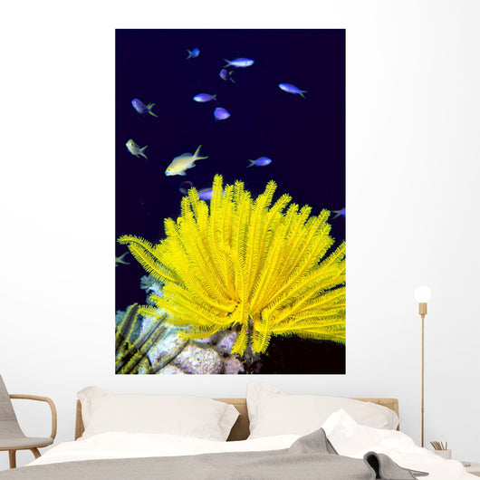 Papua New Guinea, Yellow Feather Star, Crinoidea, And Tropical Fish Wall Mural