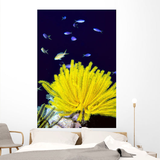 Papua New Guinea, Yellow Feather Star, Crinoidea, And Tropical Fish Wall Mural