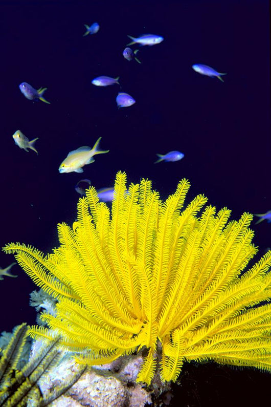 Papua New Guinea, Yellow Feather Star, Crinoidea, And Tropical Fish Wall Mural