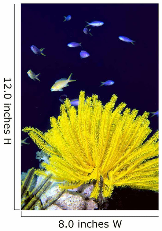 Papua New Guinea, Yellow Feather Star, Crinoidea, And Tropical Fish Wall Mural