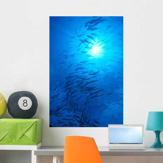 Micronesia, Schooling Big-Eyed Jack, Caranx Sexfasciatus, Sunburst Wall Mural