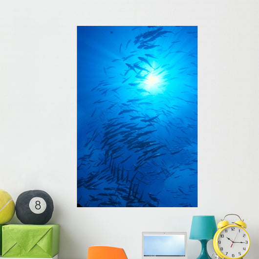 Micronesia, Schooling Big-Eyed Jack, Caranx Sexfasciatus, Sunburst Wall Mural