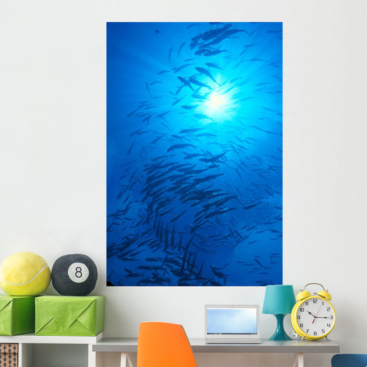 Micronesia, Schooling Big-Eyed Jack, Caranx Sexfasciatus, Sunburst Wall Mural