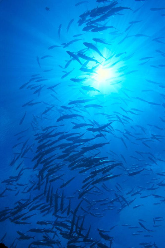 Micronesia, Schooling Big-Eyed Jack, Caranx Sexfasciatus, Sunburst Wall Mural
