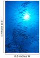 Micronesia, Schooling Big-Eyed Jack, Caranx Sexfasciatus, Sunburst Wall Mural