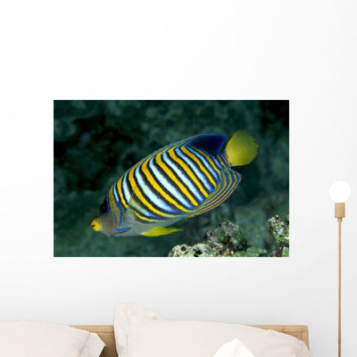Fiji Regal Angelfish Close-up Wall Mural shown on a wall