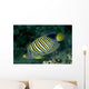 Fiji, Regal Angelfish Close-Up Side View Wall Mural