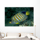 Fiji, Regal Angelfish Close-Up Side View Wall Mural