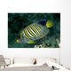Fiji, Regal Angelfish Close-Up Side View Wall Mural