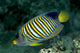 Fiji, Regal Angelfish Close-Up Side View Wall Mural