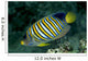 Fiji, Regal Angelfish Close-Up Side View Wall Mural