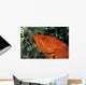 Fiji, Close-Up Of Coral Grouper Head Wall Mural