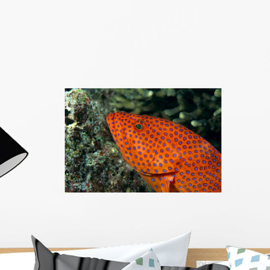 Fiji, Close-Up Of Coral Grouper Head Wall Mural
