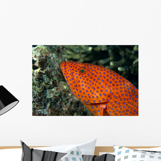 Fiji, Close-Up Of Coral Grouper Head Wall Mural