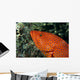 Fiji, Close-Up Of Coral Grouper Head Wall Mural