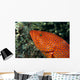 Fiji, Close-Up Of Coral Grouper Head Wall Mural