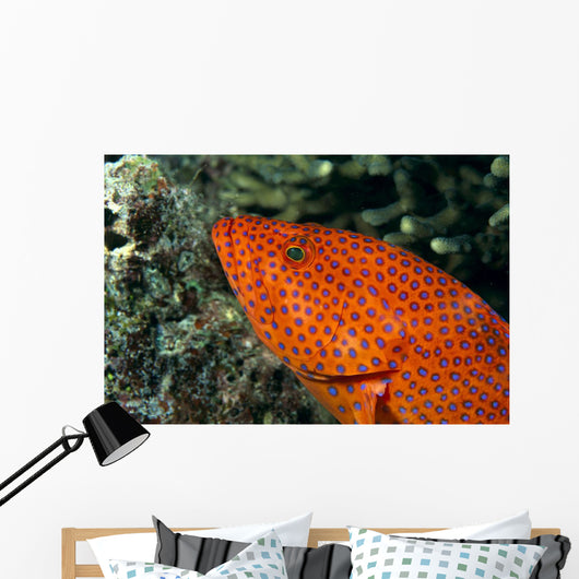 Fiji, Close-Up Of Coral Grouper Head Wall Mural