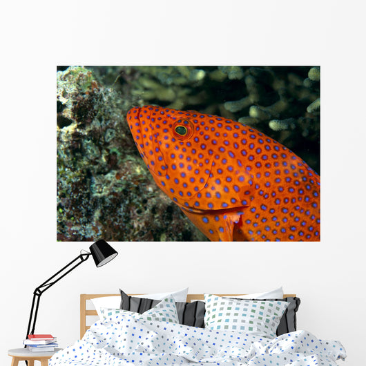 Fiji, Close-Up Of Coral Grouper Head Wall Mural