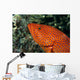 Fiji, Close-Up Of Coral Grouper Head Wall Mural