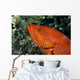 Fiji, Close-Up Of Coral Grouper Head Wall Mural