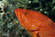 Fiji, Close-Up Of Coral Grouper Head Wall Mural
