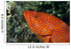 Fiji, Close-Up Of Coral Grouper Head Wall Mural