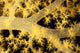 Yellow Alcyonarian Coral With Bundles Of Sclerites, Close-Up Wall Mural