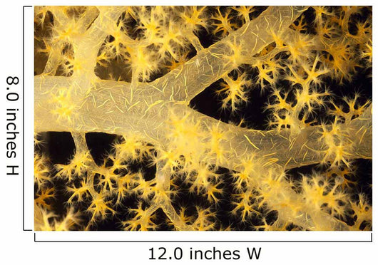 Yellow Alcyonarian Coral With Bundles Of Sclerites, Close-Up Wall Mural