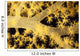 Yellow Alcyonarian Coral With Bundles Of Sclerites, Close-Up Wall Mural