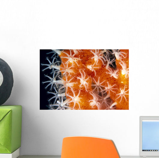 Detailed View Of Pink Sponge Covered Gorgonian Coral Wall Mural