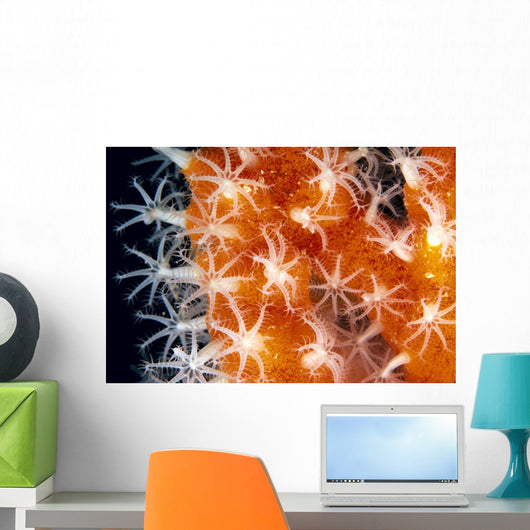 Detailed View Of Pink Sponge Covered Gorgonian Coral Wall Mural