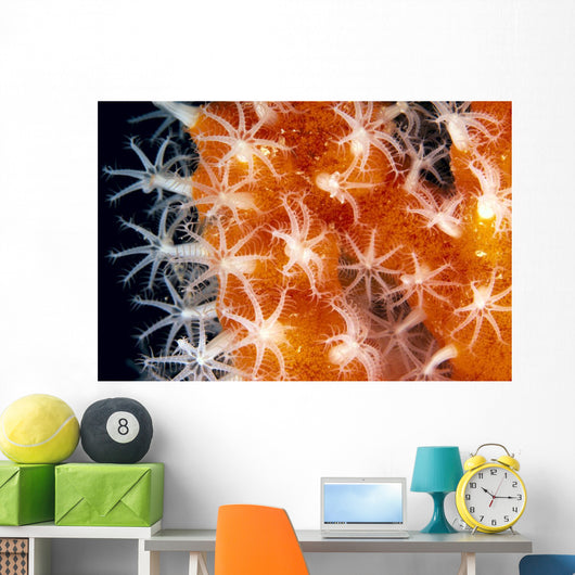 Detailed View Of Pink Sponge Covered Gorgonian Coral Wall Mural