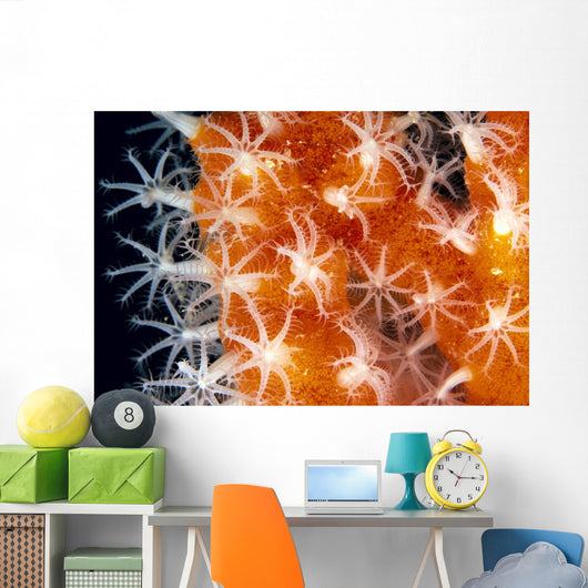 Detailed View Of Pink Sponge Covered Gorgonian Coral Wall Mural