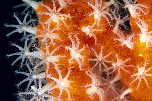 Detailed View Of Pink Sponge Covered Gorgonian Coral Wall Mural
