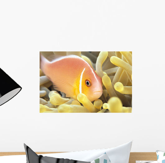 Close-Up Of Pale Orange Anemonefish In Anemone Wall Mural