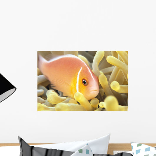 Close-Up Of Pale Orange Anemonefish In Anemone Wall Mural
