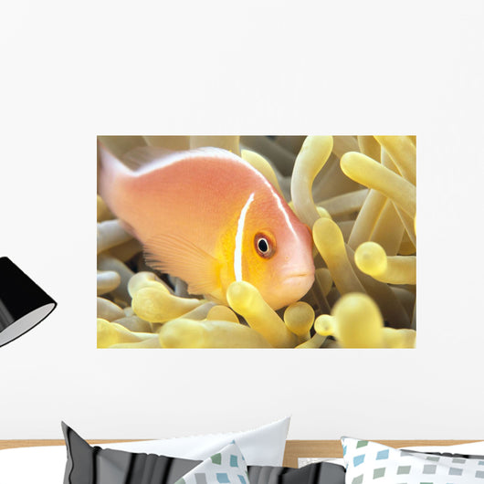 Close-Up Of Pale Orange Anemonefish In Anemone Wall Mural