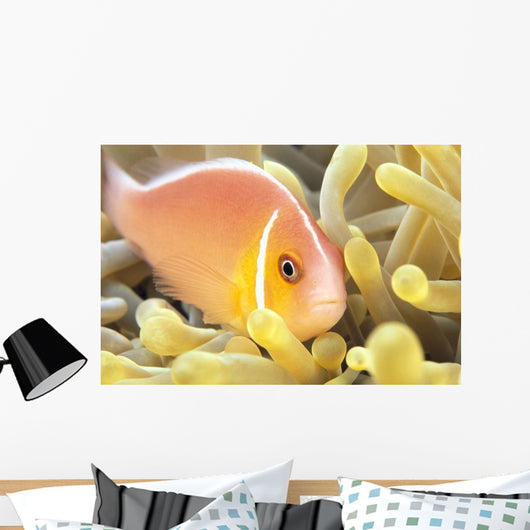 Close-Up Of Pale Orange Anemonefish In Anemone Wall Mural