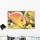 Close-Up Of Pale Orange Anemonefish In Anemone Wall Mural