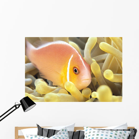 Close-Up Of Pale Orange Anemonefish In Anemone Wall Mural
