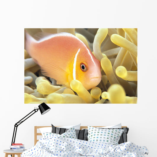 Close-Up Of Pale Orange Anemonefish In Anemone Wall Mural