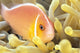 Close-Up Of Pale Orange Anemonefish In Anemone Wall Mural