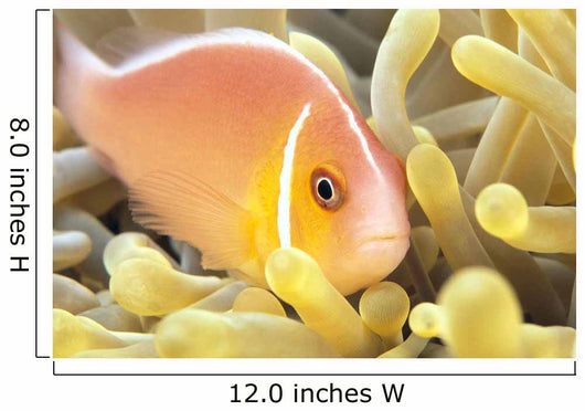 Close-Up Of Pale Orange Anemonefish In Anemone Wall Mural